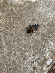 Nicrophorus marginatus