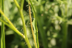 Hypochaeris albiflora