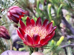 Protea nana