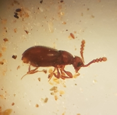 Scydmaeninae