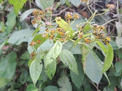 Tilesia baccata