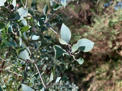 Lycium boerhaviifolium