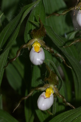 Cypripedium candidum