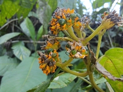 Tilesia baccata