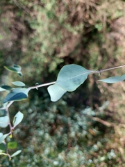 Lycium boerhaviifolium