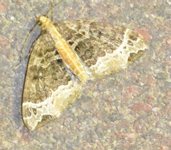 Ecliptopera capitata