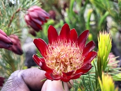 Protea nana