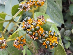 Tilesia baccata