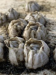 Balanus crenatus