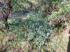 Lycium boerhaviifolium
