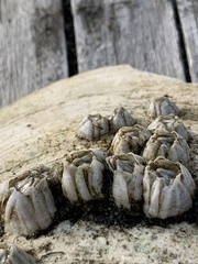 Balanus crenatus