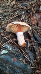 Lactarius quieticolor