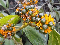 Tilesia baccata