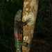 Iguana Campechana de Cola Espinosa - Photo (c) Alvaro Monter Pozos, algunos derechos reservados (CC BY-NC), subido por Alvaro Monter Pozos