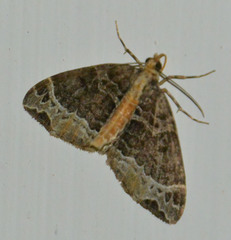 Ecliptopera capitata