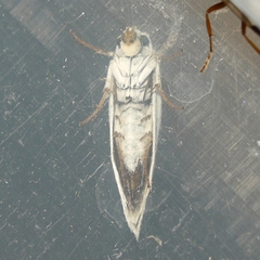 Prodoxinae