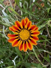 Gazania × splendens