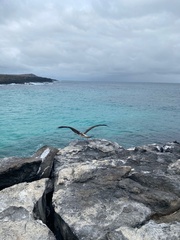 Sula nebouxii excisa