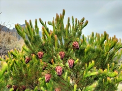 Protea nana