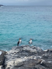 Sula nebouxii excisa