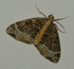 Ecliptopera capitata