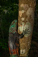 Cachryx alfredschmidti