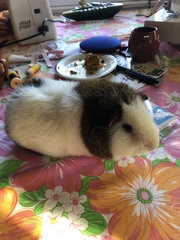 Cavia porcellus
