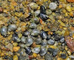 Echinolittorina punctata