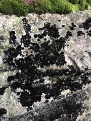 Lichinaceae