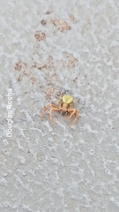 Misumenoides