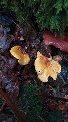 Cantharellus amethysteus