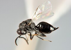 Eurytomidae