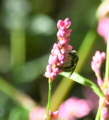 Augochlorella aurata