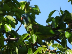Thectocercus acuticaudatus