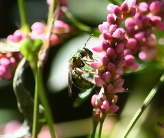 Augochlorella aurata