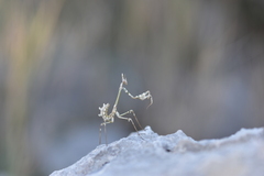 Empusa fasciata