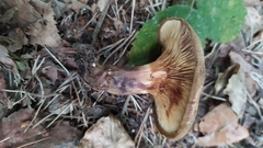 Paxillus involutus