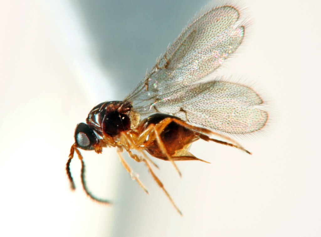 Emargininae