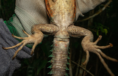 Cachryx alfredschmidti