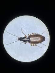 Agonum piceum