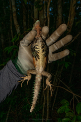 Cachryx alfredschmidti