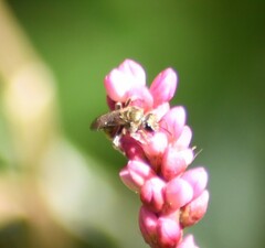 Lasioglossum pilosum