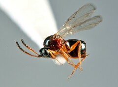 Figitidae