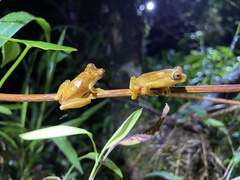 Dendropsophus ebraccatus