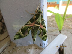 Daphnis nerii