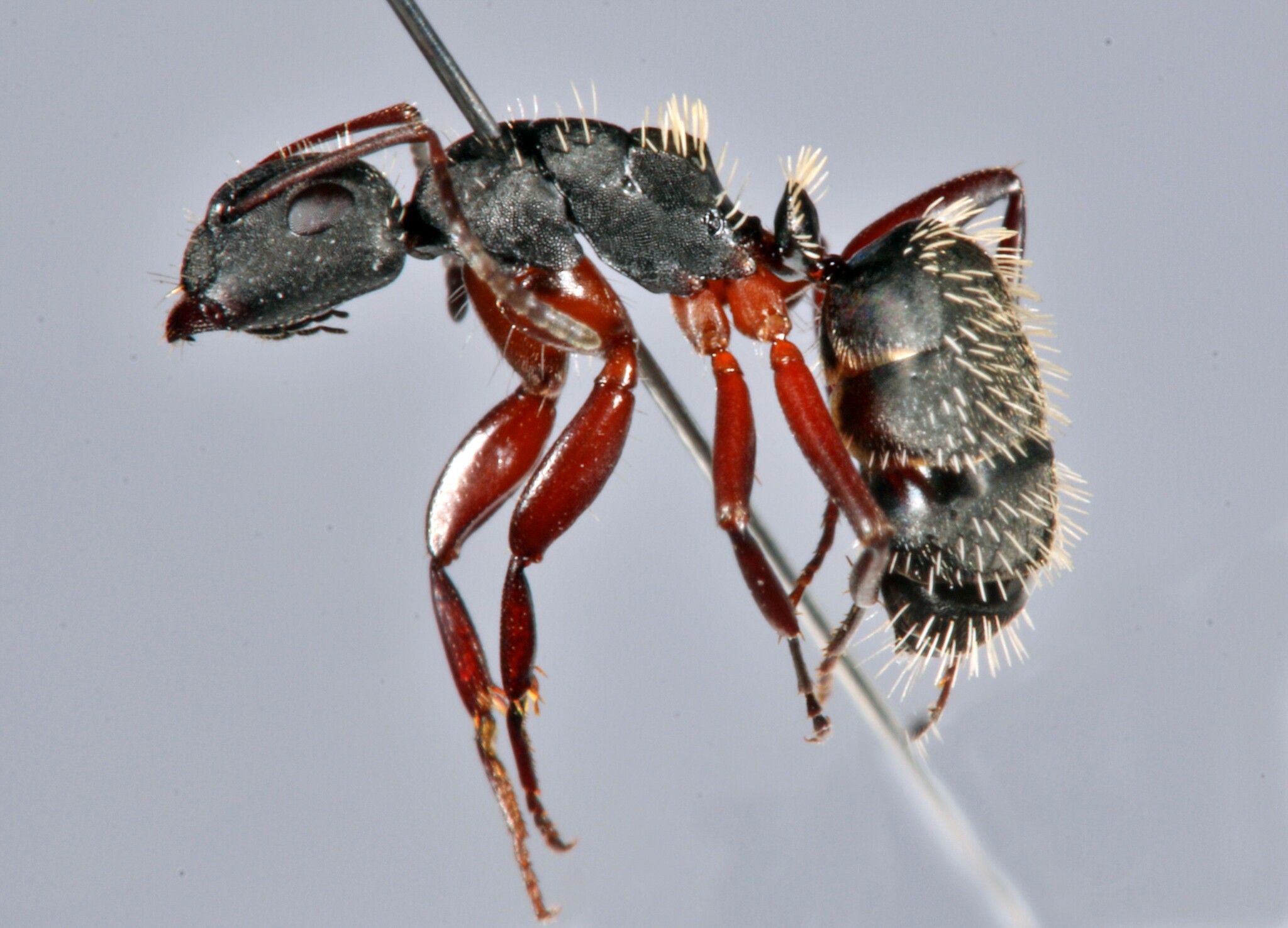 Camponotus erinaceus