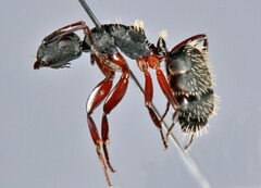 Camponotus erinaceus