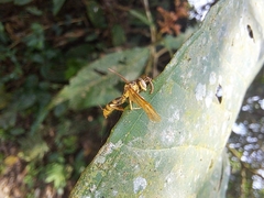 Ophiocordyceps humbertii