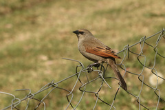 Agelaioides badius