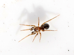Phrurolithus festivus